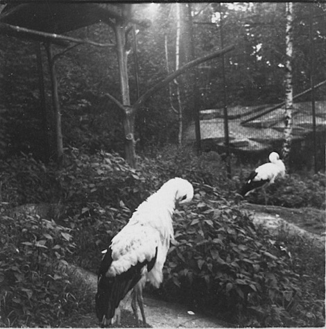 1952Skansen6.jpg