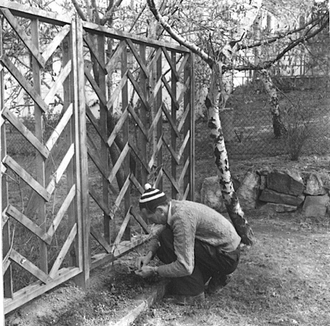 1953Vårenharkommitochmeddenjobbiträdgården.jpg