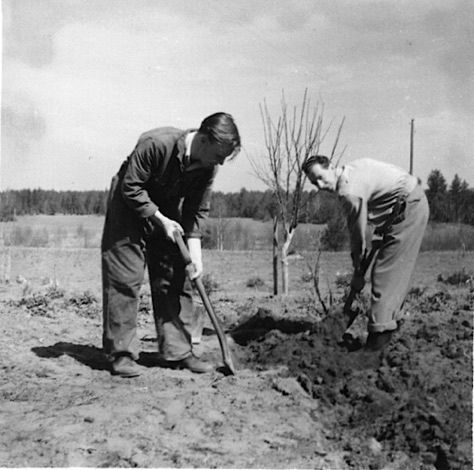 1954SemesteriFridslundmajPotatissättning.jpg